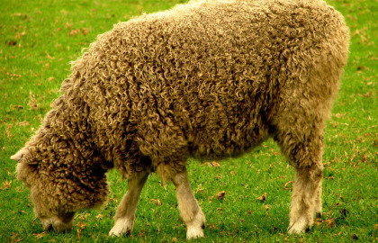 Collingwood Children's Farm - Accommodation NT 3