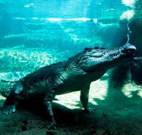 WILD LIFE Sydney Zoo - Accommodation NT