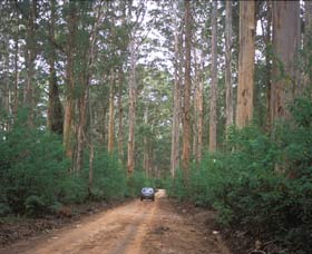 Boranup Drive - Accommodation NT 0