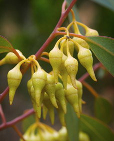 Ravensthorpe WA Accommodation NT