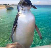 Penguin Island - Accommodation NT