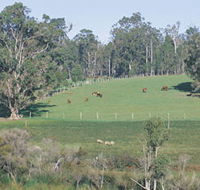 Scenic Drives - Bunbury Collie Donnybrook - Accommodation NT