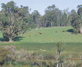 Scenic Drives - Bunbury Collie Donnybrook - Accommodation NT 0