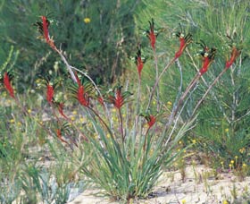 Kalbarri Wildflower Centre - Accommodation NT 0