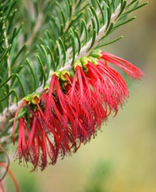 Ethel Daw Scenic Drive - Accommodation NT 0