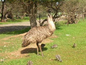 Ramsay SA Accommodation NT