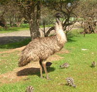 Minlaton Fauna Park - Accommodation NT
