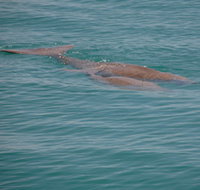 Dugongs - Accommodation NT