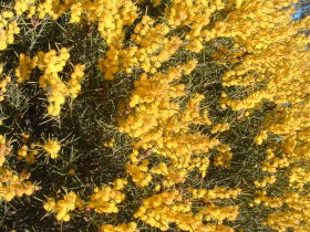 Dalwallinu Remnant Bushland - Accommodation NT 0