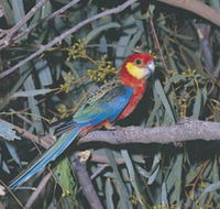 King River - Accommodation NT