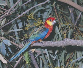 King River - Accommodation NT 0