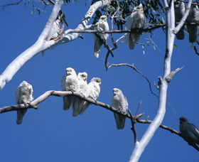 Carawine Gorge - Accommodation NT 0