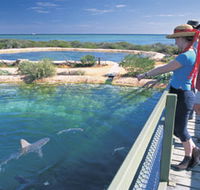 Shark Bay Marine Park - Accommodation NT