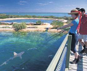 Shark Bay Marine Park - Accommodation NT 0