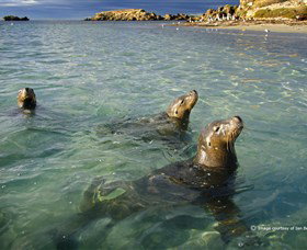 Shoalwater Islands Marine Park - Accommodation NT 0
