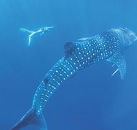 Ningaloo Marine Park - Accommodation NT