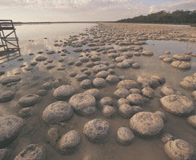 Yalgorup National Park - Accommodation NT 0