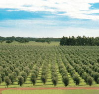 Fini Olives - Accommodation NT