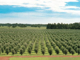 Fini Olives - Accommodation NT 0