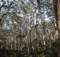 Boranup Karri Forest - Accommodation NT