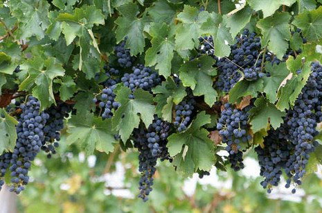 Forrest Beach WA Accommodation NT