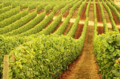 Xanadu Wines - Accommodation NT 0