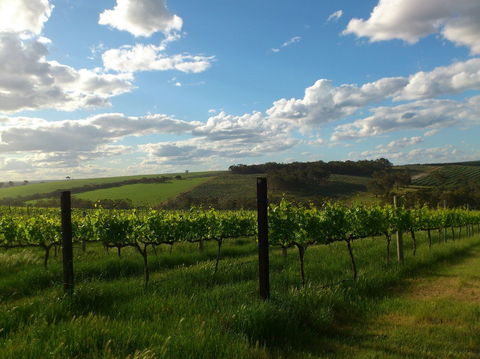 Plantagenet Wines - Accommodation NT 1