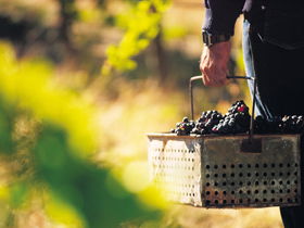 Burge Family Winemakers - Accommodation NT 0