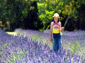 Brayfield Park Lavender Farm - Accommodation NT 0