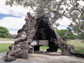 The Herbig Family Tree - Accommodation NT 0