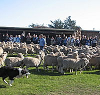 Curringa Farm - Accommodation and Farm Tours - Accommodation NT