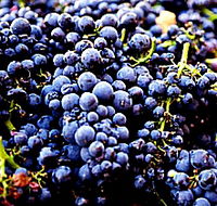 Laurel Bank Vineyard - Accommodation NT