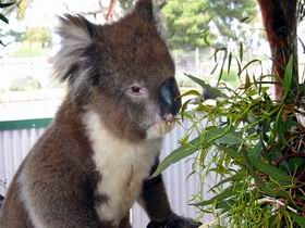 Eyre Peninsula SA NT Tourism