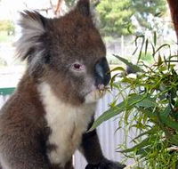 Glen-Forest Tourist Park - Accommodation NT