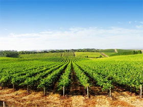 Aldinga Bay Winery - Accommodation NT 0