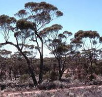 Clements Gap Conservation Park - Accommodation NT
