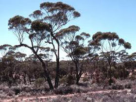 Clements Gap Conservation Park - Accommodation NT 0