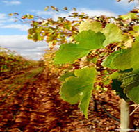 Mirabella Vineyards - Accommodation NT