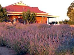 Bella Lavender Estate - Accommodation NT 0