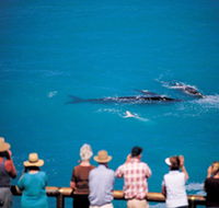 Whale Watching At Head Of Bight - Accommodation NT