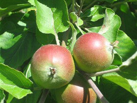 Sage Cooking School - Accommodation NT 0