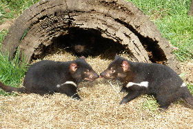 Wing's Wildlife Park - Accommodation NT 0