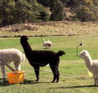 Maydena Country Cabins Accommodation  Alpaca Stud - Accommodation NT