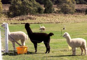 Maydena Country Cabins Accommodation & Alpaca Stud - Accommodation NT 0