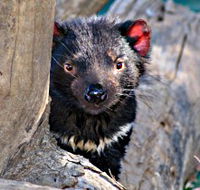 Trowunna Wildlife Sanctuary - Accommodation NT