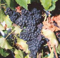 Darlington Vineyard - Accommodation NT
