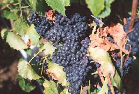 Darlington Vineyard - Accommodation NT 0