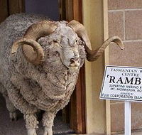 Tasmanian Wool Centre - Accommodation NT