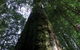Styx Big Tree Reserve - thumb 0