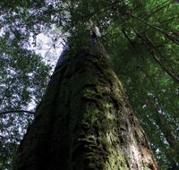Styx Big Tree Reserve - Accommodation NT